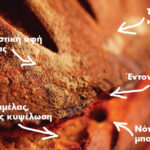 Oργανοληπτικά Χαρακτηριστικά Εμπορικών Προζυμιών