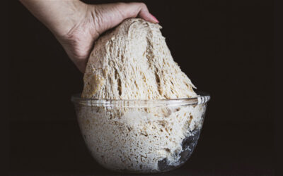 Οι μικροοργανισμοί του προζυμιού